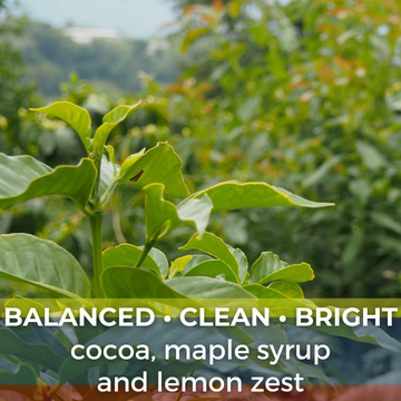 Colombia Royal Select WP Decaf